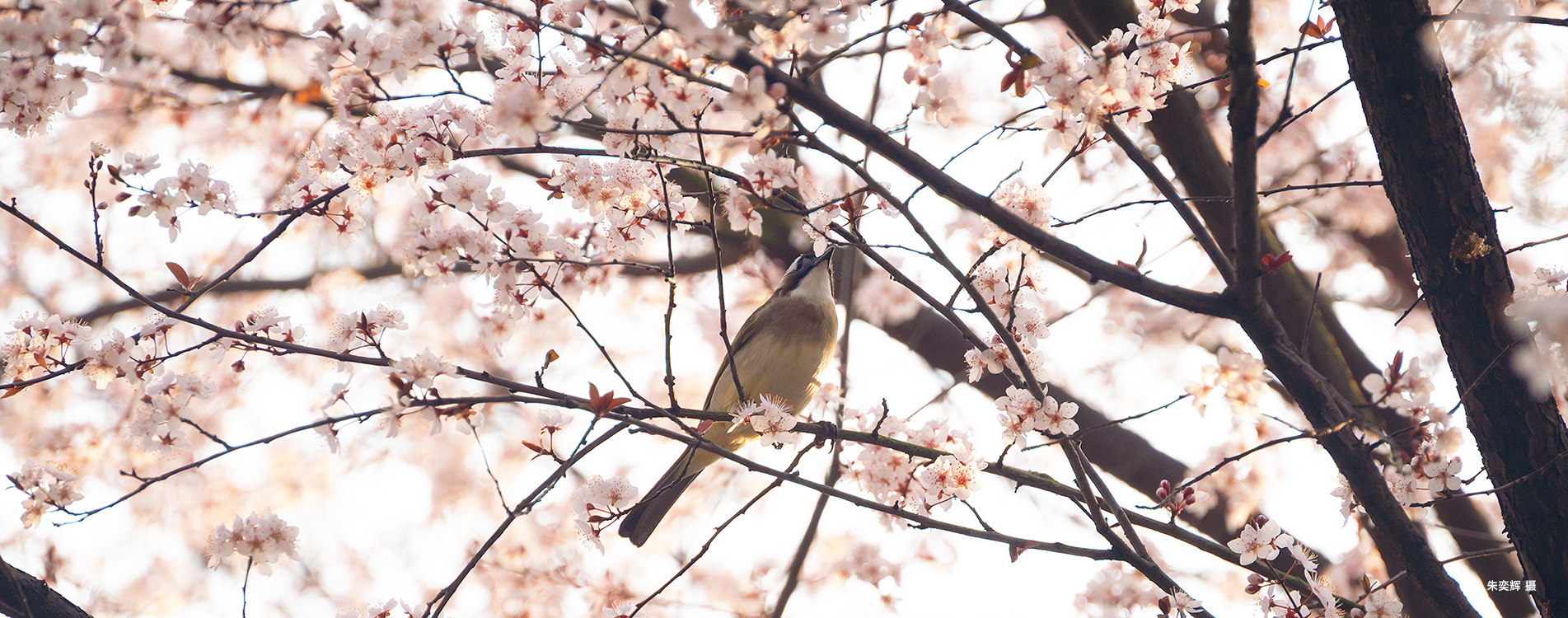 在这春天??朱奕??2026.3.23.jpg